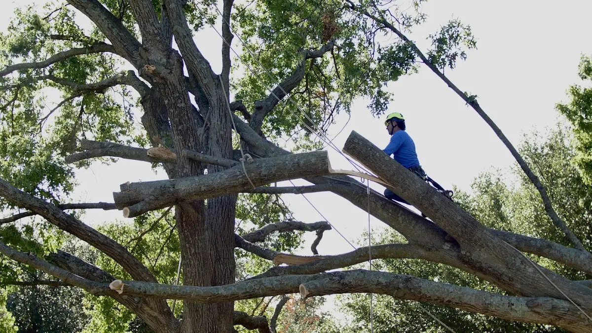Professional Crown Thinning performed by certified arborists in Brussels